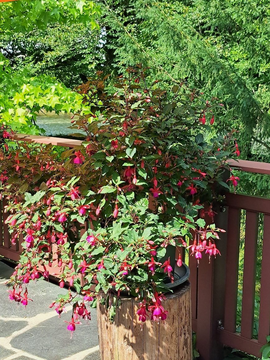 Blühende Fuchsien auf der Terrasse mit Blick zum Almfluss